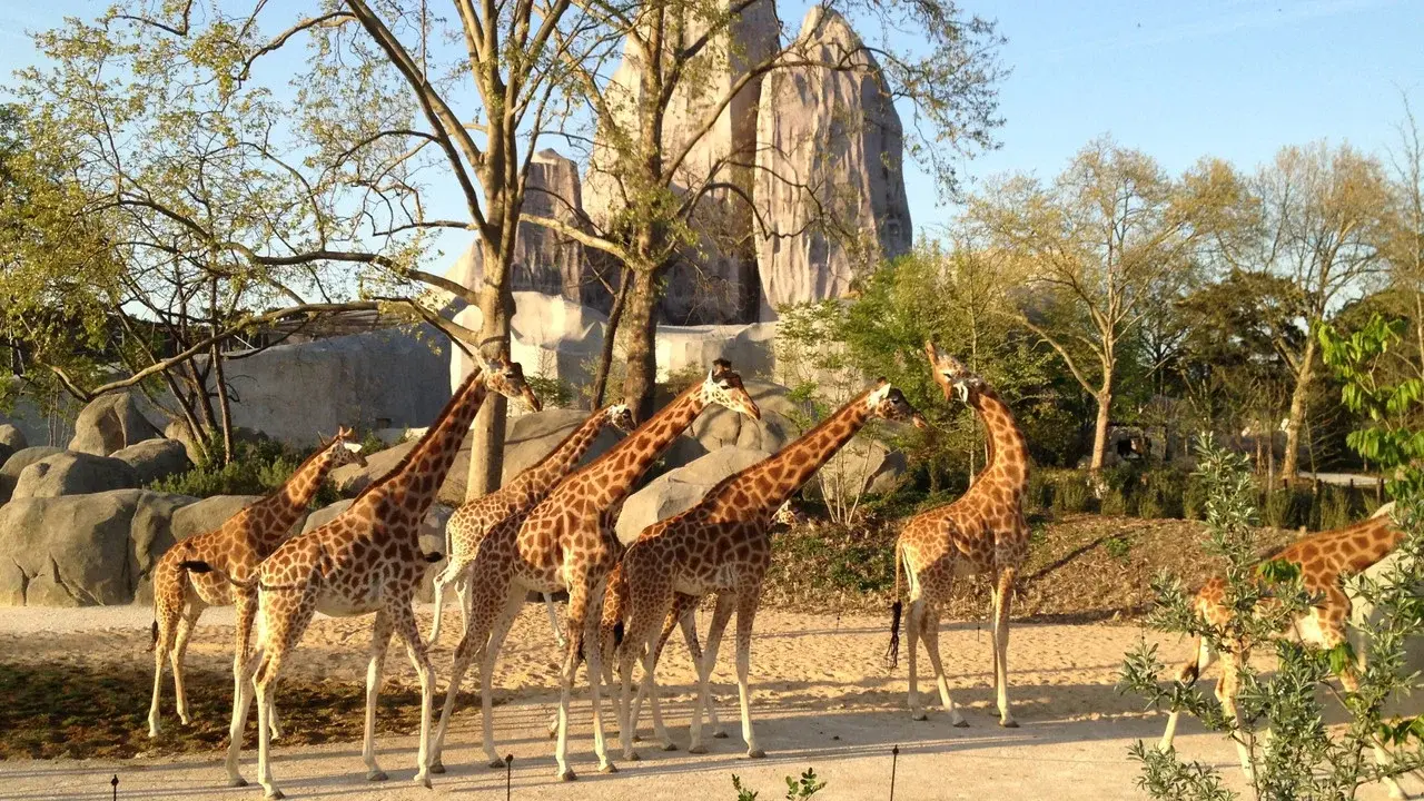 Paris Zoo: An Insider's View