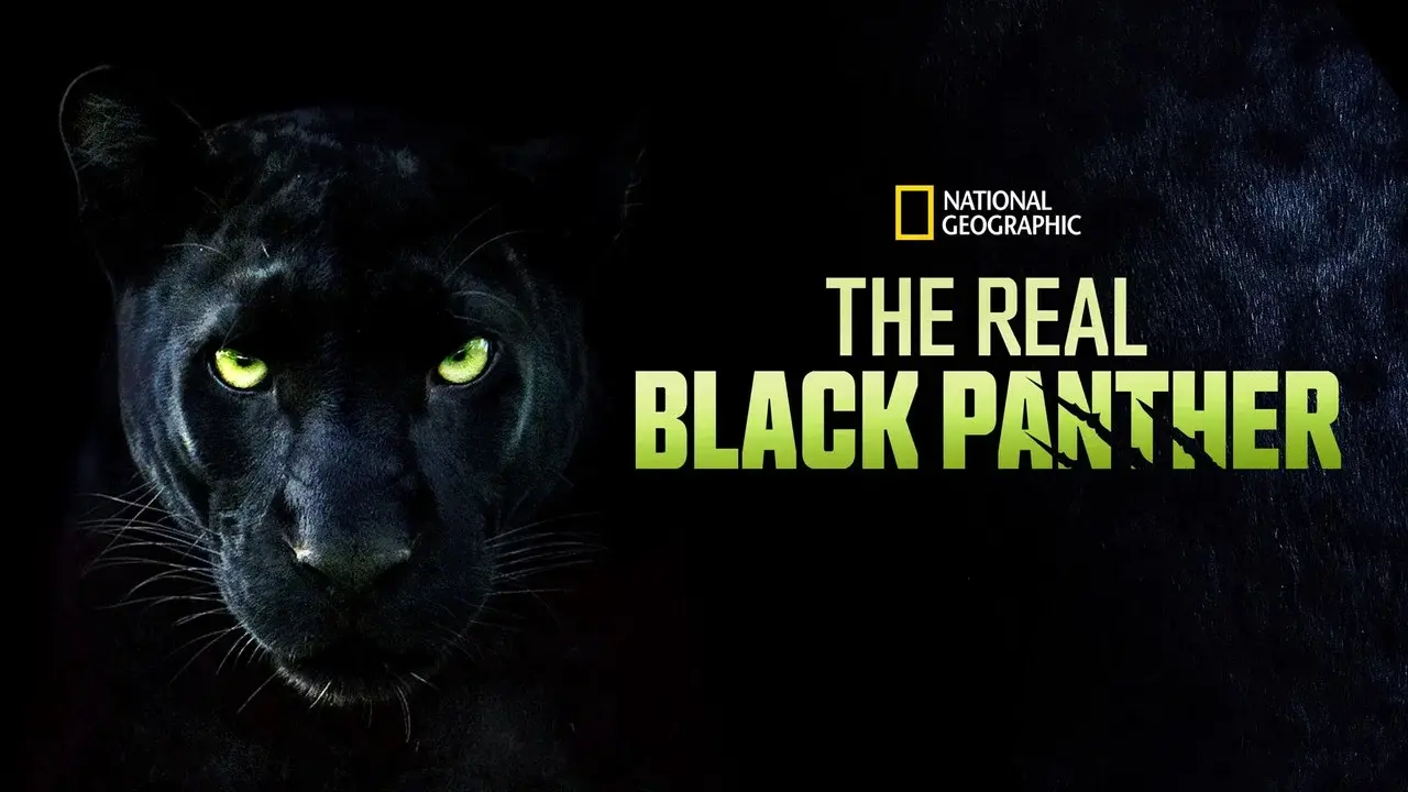 The Real Black Panther