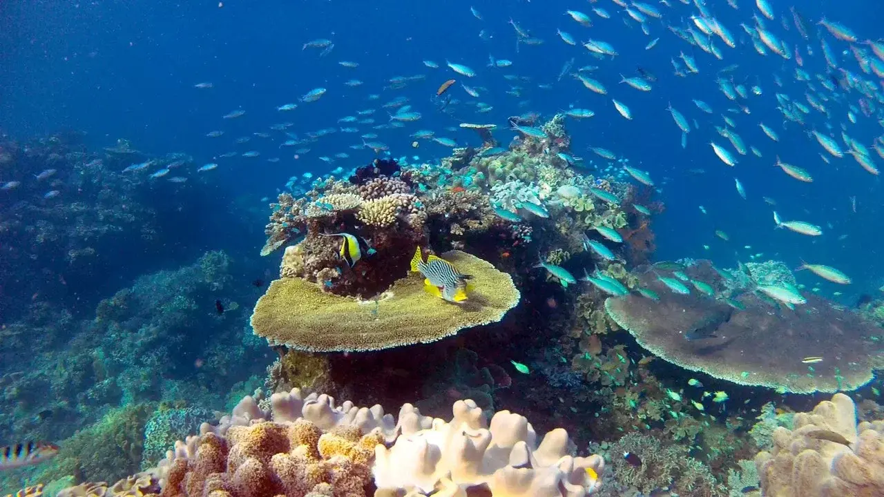 Great Barrier Reef with David Attenborough