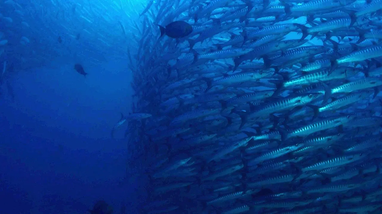 The Magic of the Big Blue. Seven Continents