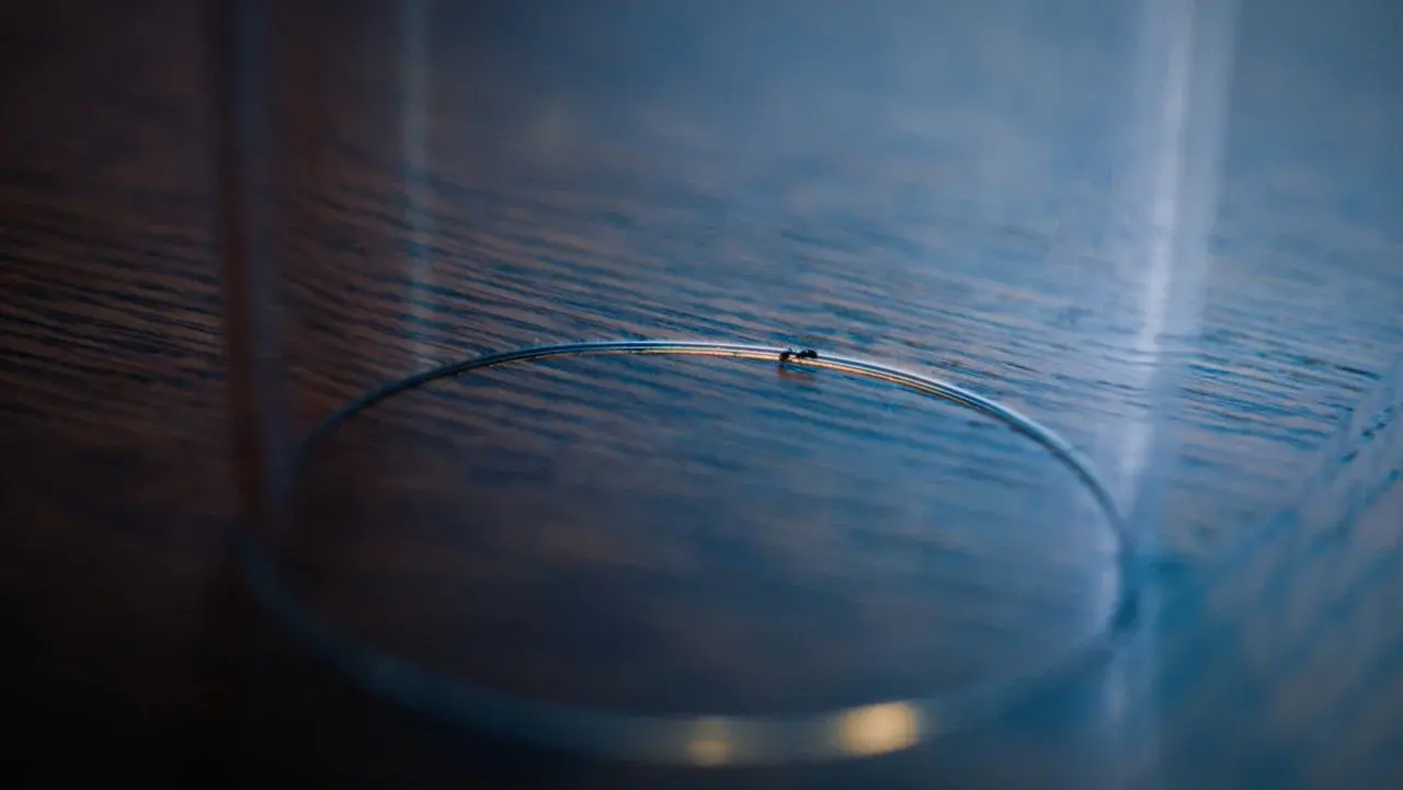 The Ant