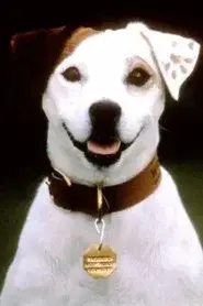 Soccer the Dog