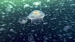Creatures of the Deep