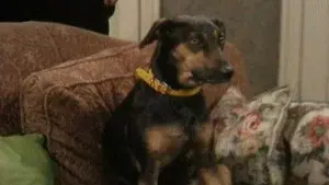 If the Dog Collar Fits, Wear It