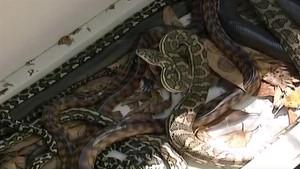 Sneaky Snake Run