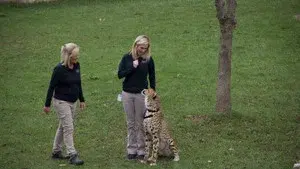 Run Cheetah Run