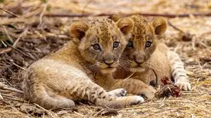 The Lions Fall