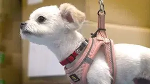 Disaster Preparedness for Companion Animals
