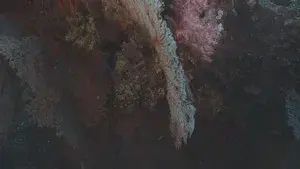 Predators Paradise
