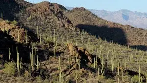 Saguaro