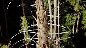 Can we save the trees?