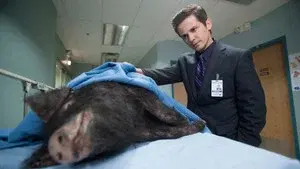 Hog Wild
