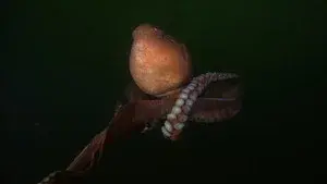 Tentacles