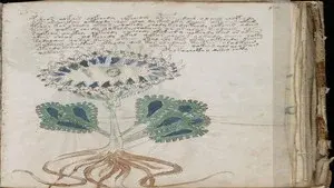 Alien Blood Rain, Carolina Beach Boom & Voynich Manuscript