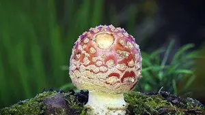 Do Fungi Rule Us?