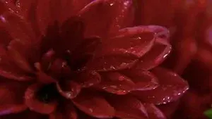 Letter D