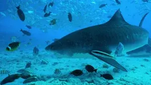 Eye of the Tiger Shark