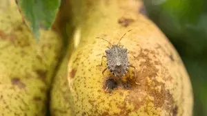 What if... genomics could protect New Zealand from invasive species?