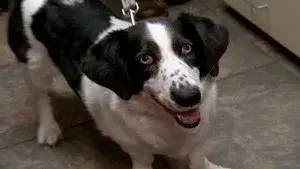 Street Dog