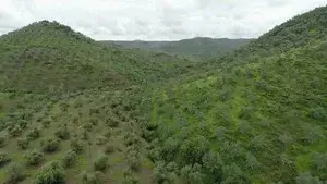 Tiny Forests: Mediterranean Olive Woods