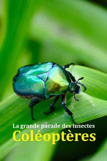Fabulous Insects - Beetles