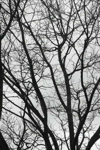 Tree Limbs