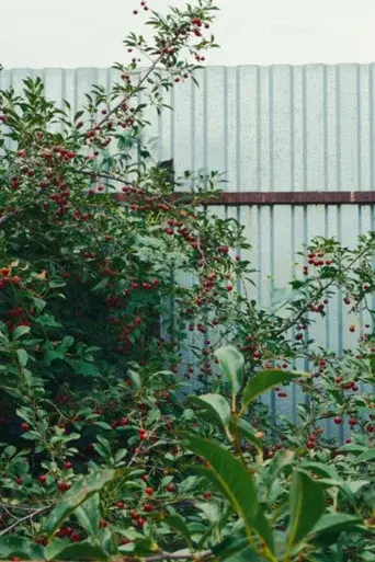 Cherry Sprout