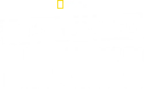 Most Wanted Sharks logo