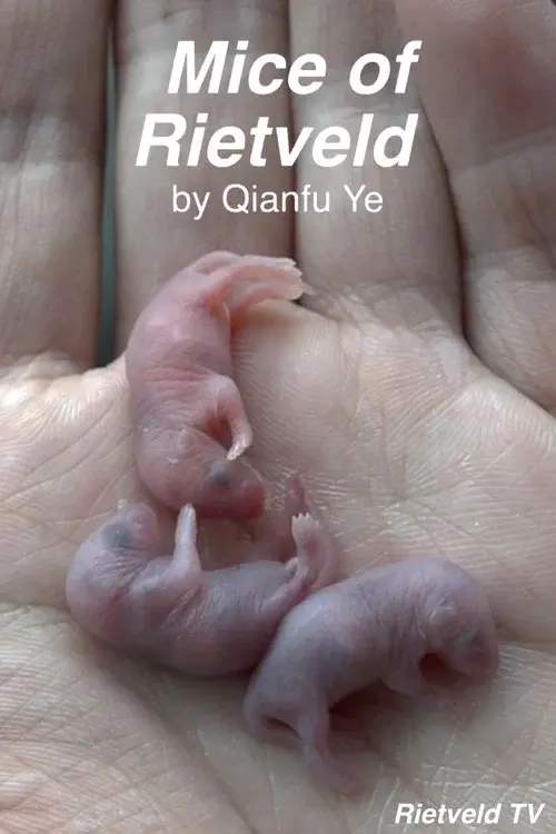 Mice of Rietveld